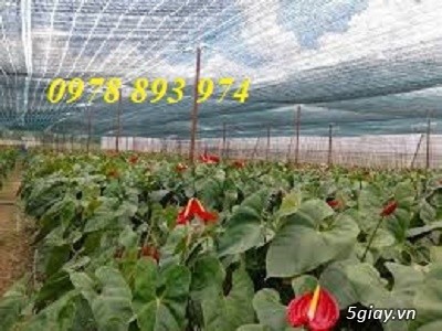 Lưới che nắng thái lan chuyên dùng cho cây cảnh, nhà vườn tại Hà Nội - 2