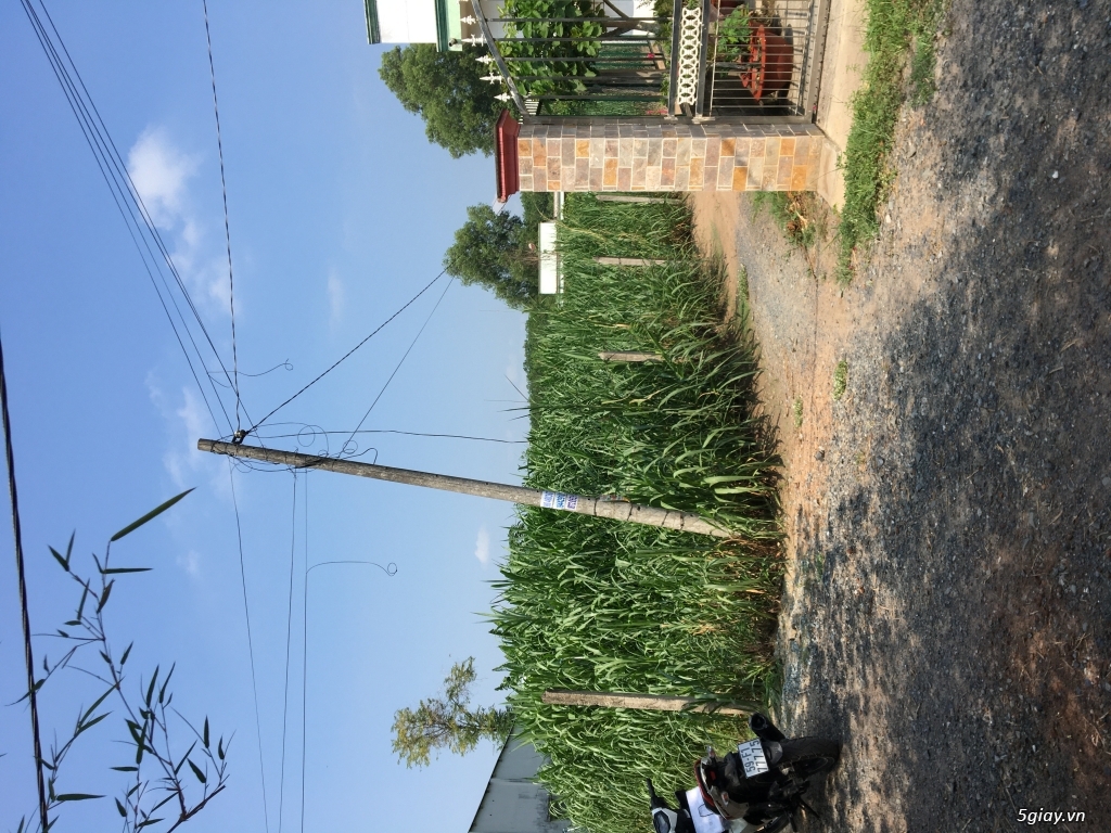Cần bán đất gần chợ Phú hoà đông - 4