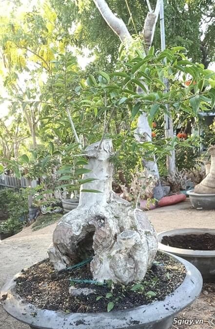 Bonsai - cây cảnh: Bằng lăng tím lá nhỏ