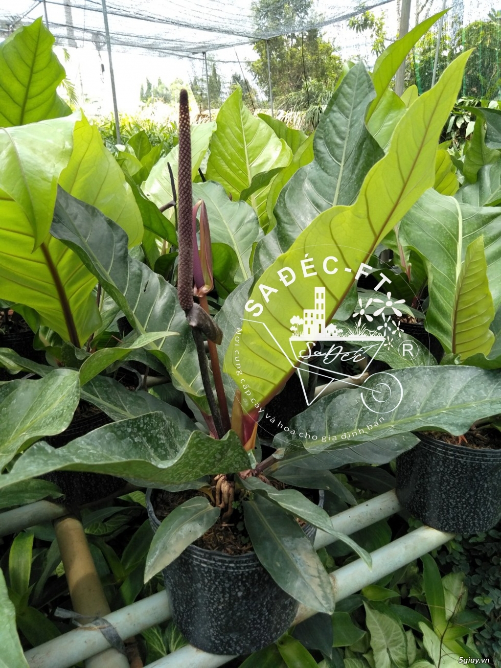 Cây đại hoàng đế hay giáng xanh - 1