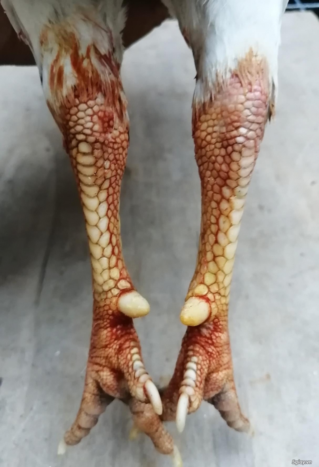 Gà hiệu - 2