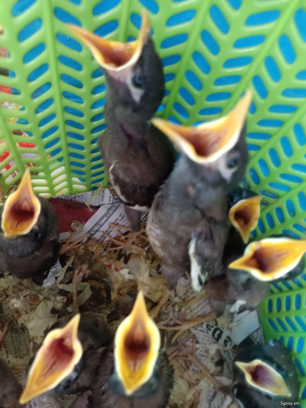 Chùm ảnh: Sự đa dạng của các loài chim sáo ở Việt Nam - Redsvn.net