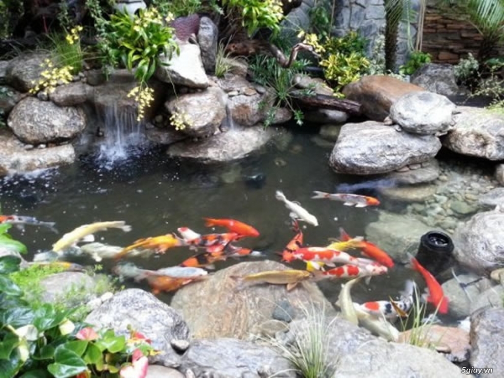 Thiết kế và lắp đặt bể cá Koi mini trong sân vườn giá rẻ tại nghệ an.