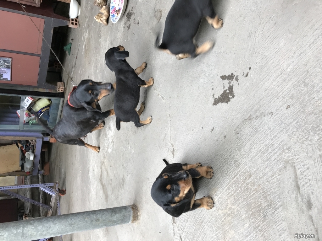 Cần bán giống chó đức thuần chủng
