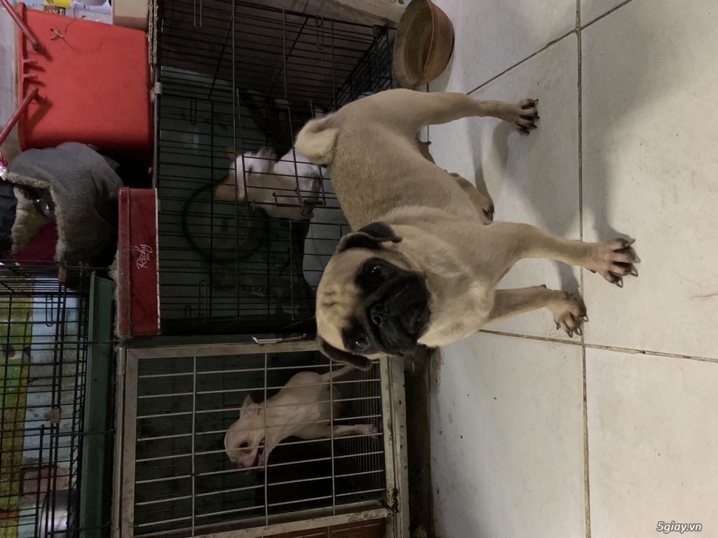 Cần bán chó Pug cái - 2