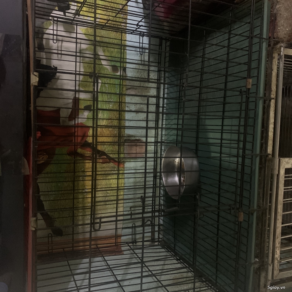 Cần bán chó Pug cái - 3