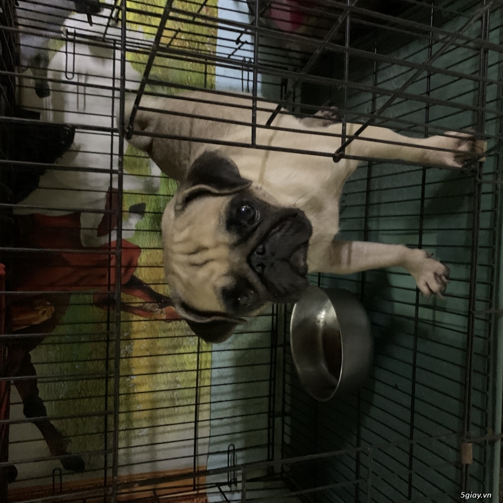 Cần bán chó Pug cái
