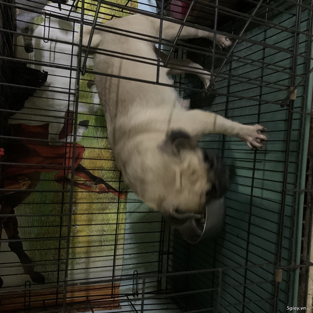 Cần bán chó Pug cái - 1