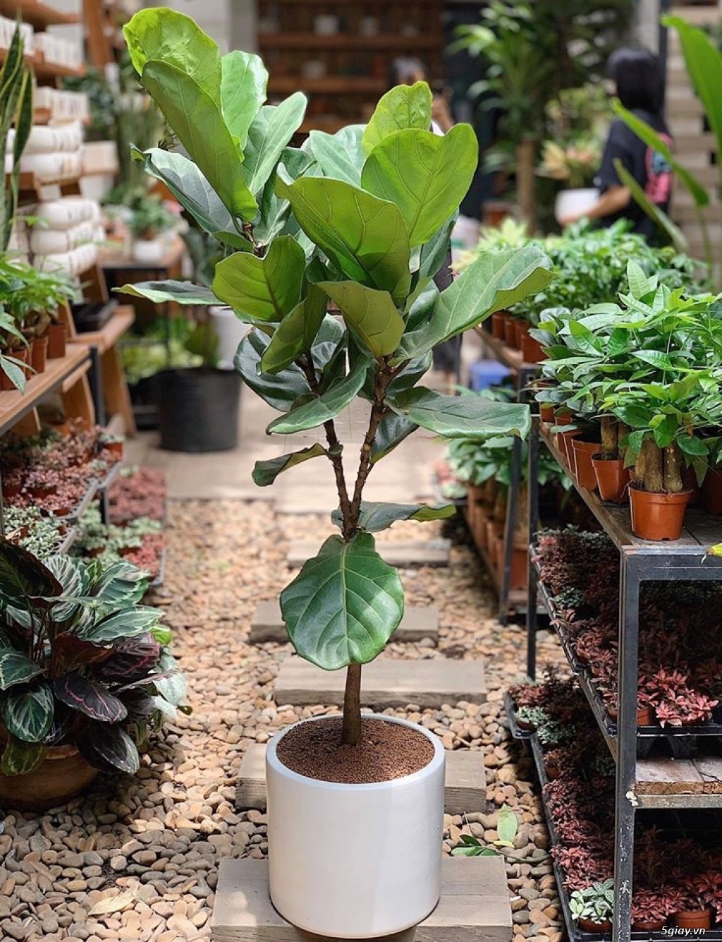 Sỏi trải nền gốc cây