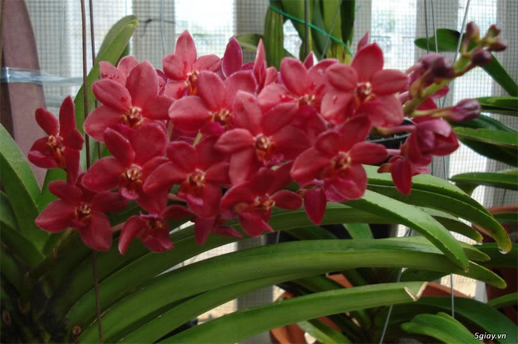 Ngọc điểm lai (đai châu lai) - Có nhiều màu - Hoa đẹp - lâu tàn - 2