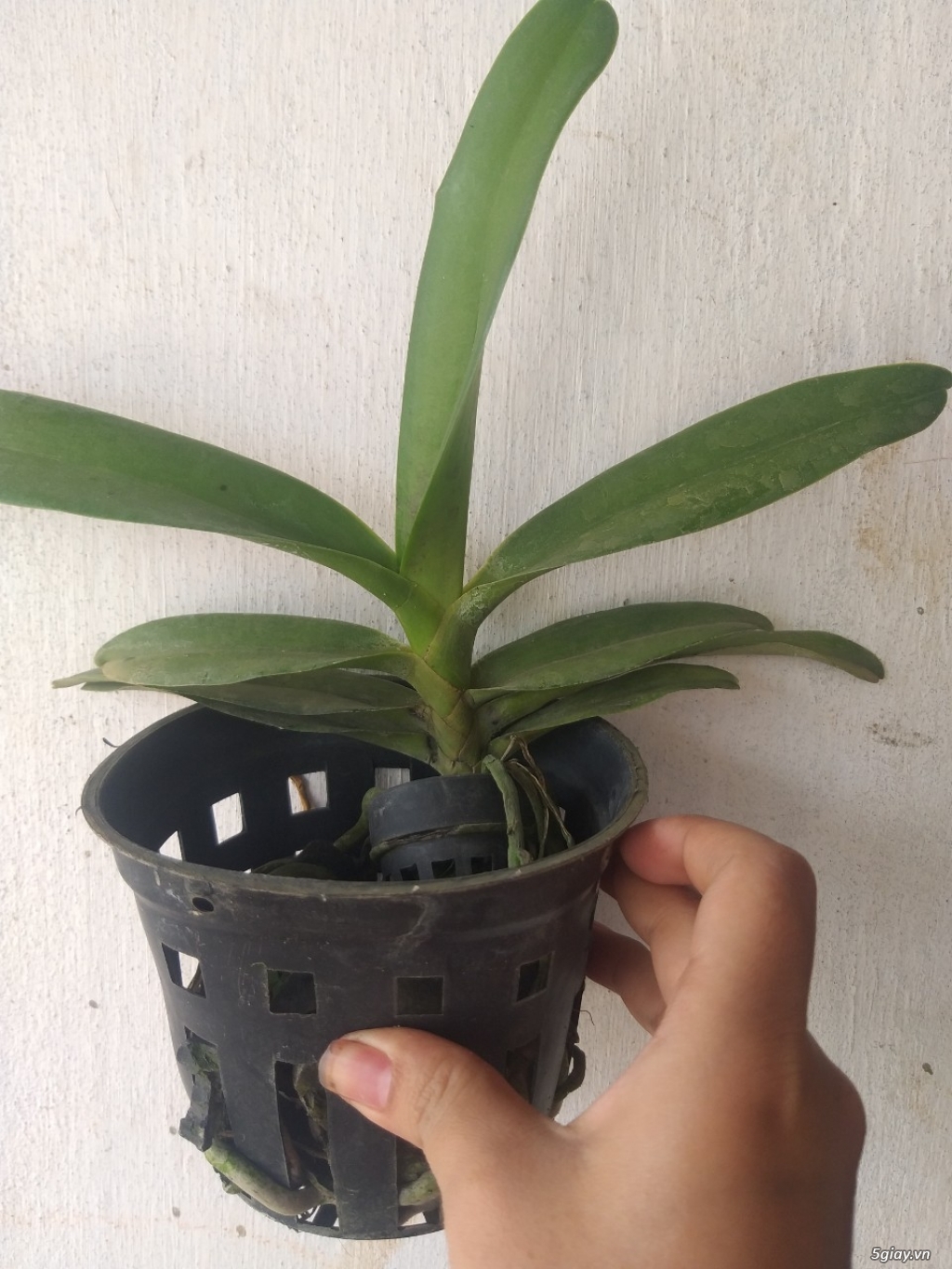 Ngọc điểm lai (đai châu lai) - Có nhiều màu - Hoa đẹp - lâu tàn - 6