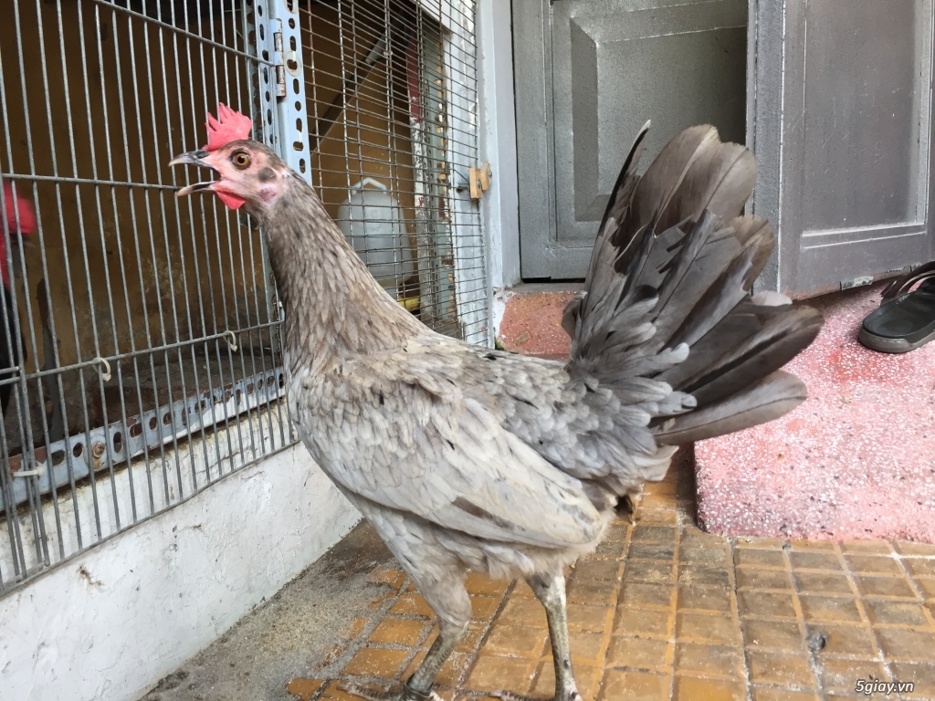 Cung cấp gà con dòng Mỹ mặt lọ Pure Coal Miner Mugs !!! - 10