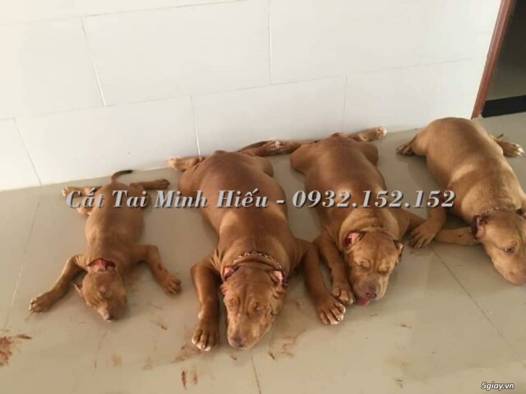 Nhận cắt Tai pitbull, Bully cực đẹp tại miền Nam - 0932.152.152