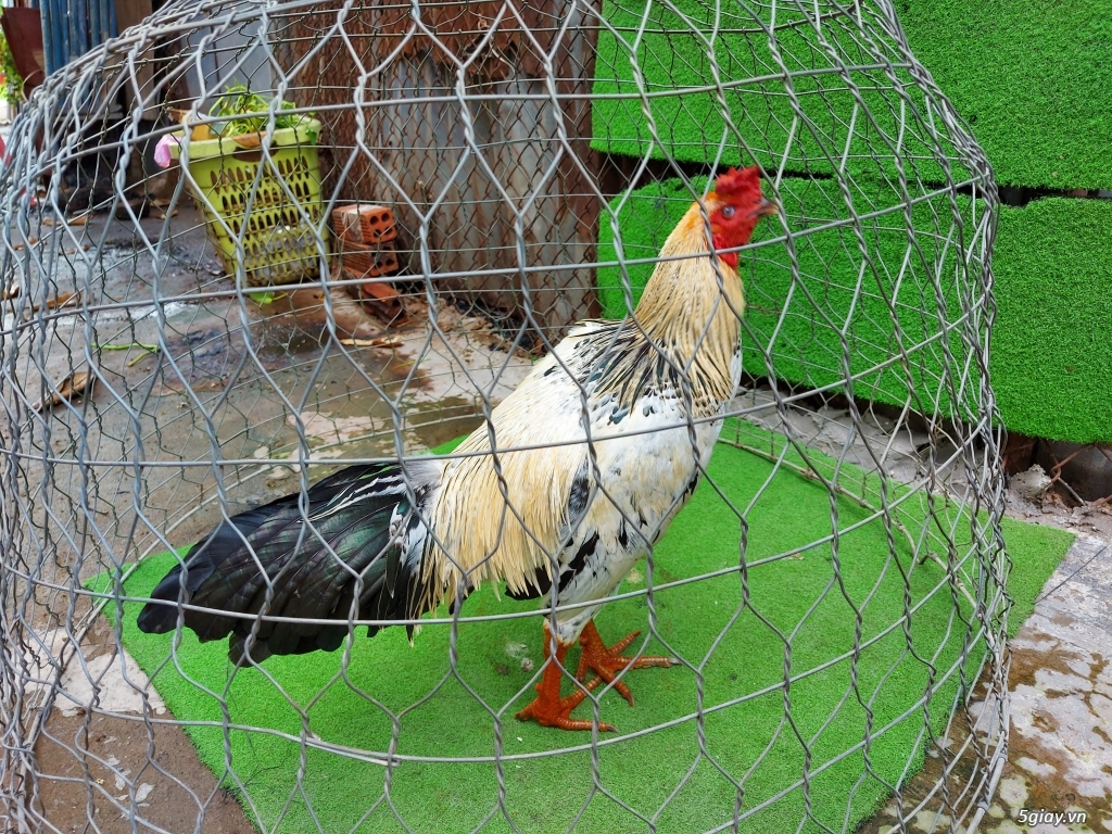 Gà long đá tiền mới lên .