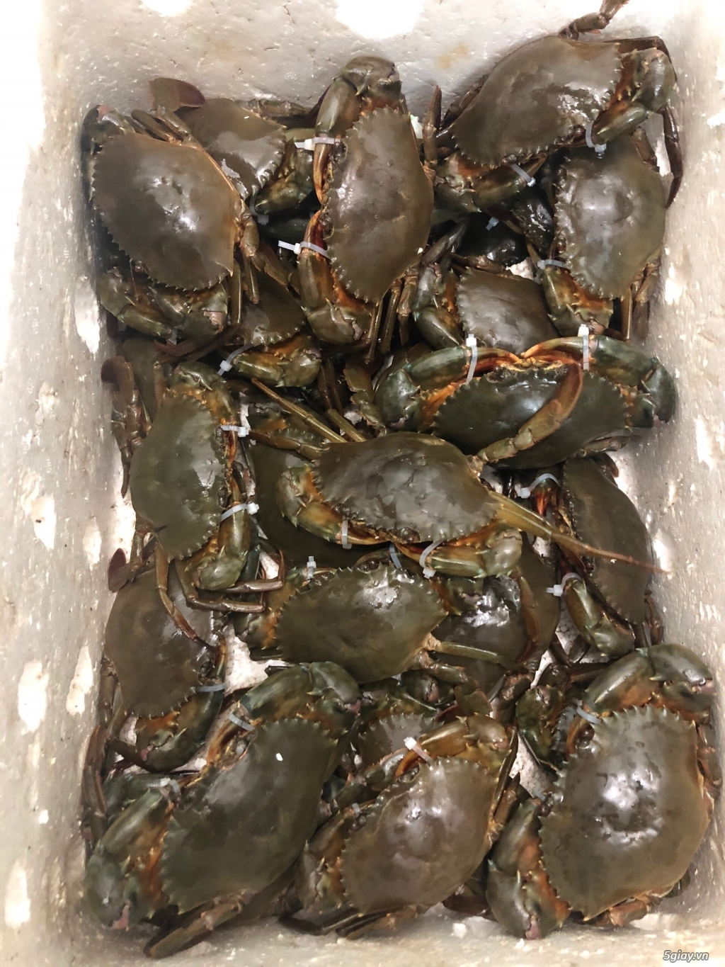 Cua Cà Mau không dây bao ăn