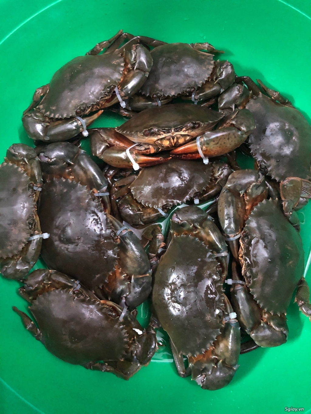 Cua Cà Mau không dây bao ăn - 1