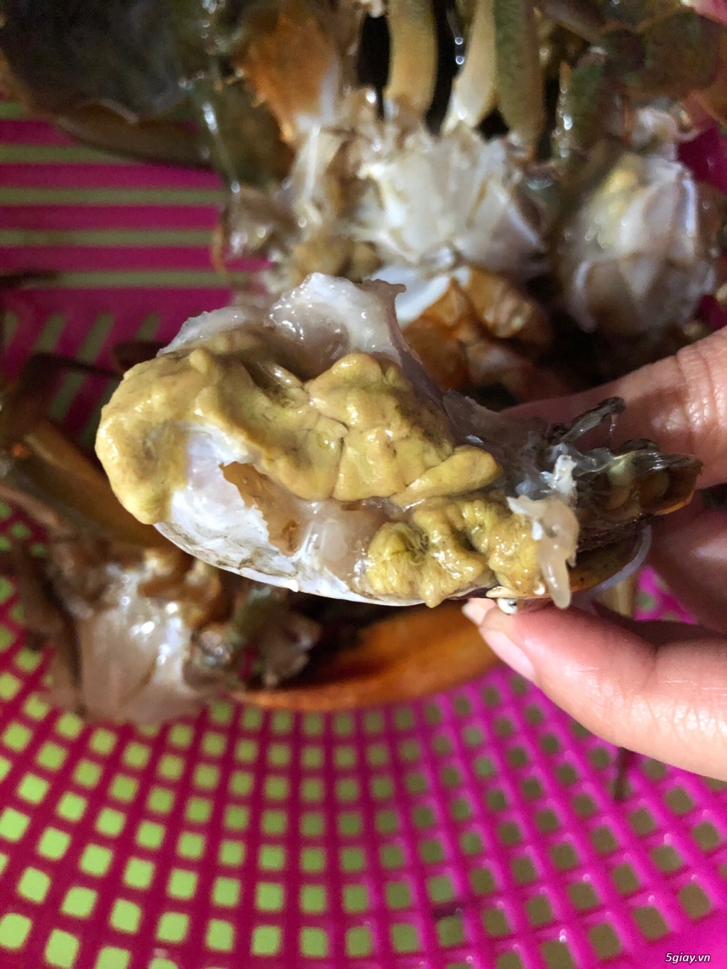 Cua Cà Mau không dây bao ăn - 3