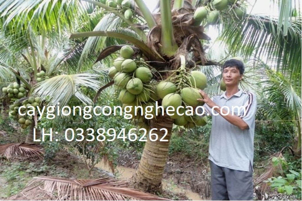 Cung cấp cây giống: Dừa Xiêm Xanh Lùn - 1