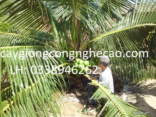 Cung cấp cây giống: Dừa Xiêm Xanh Lùn