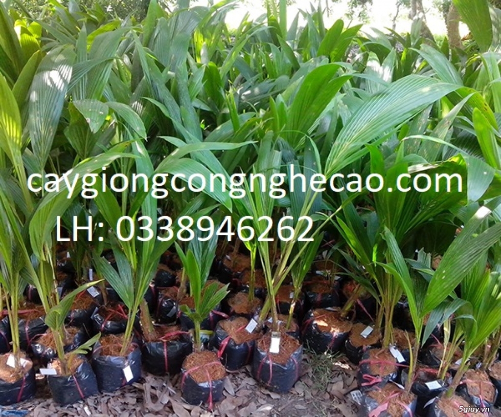 Cung cấp cây giống: Dừa Xiêm Xanh Lùn - 3