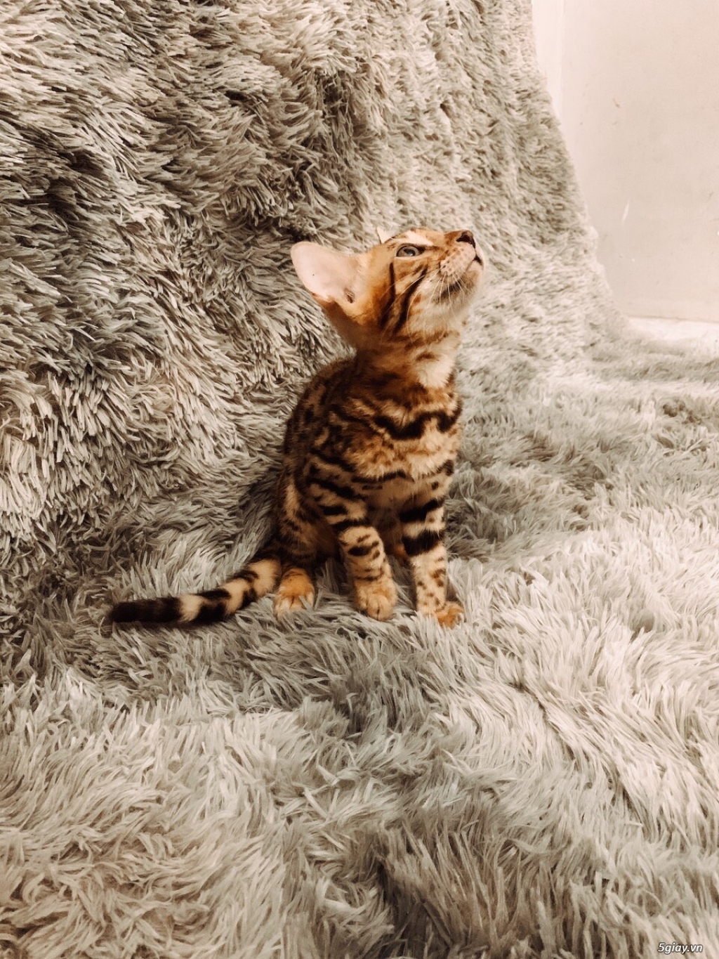 Mèo bengal 3 tháng tuổi thuần chủng