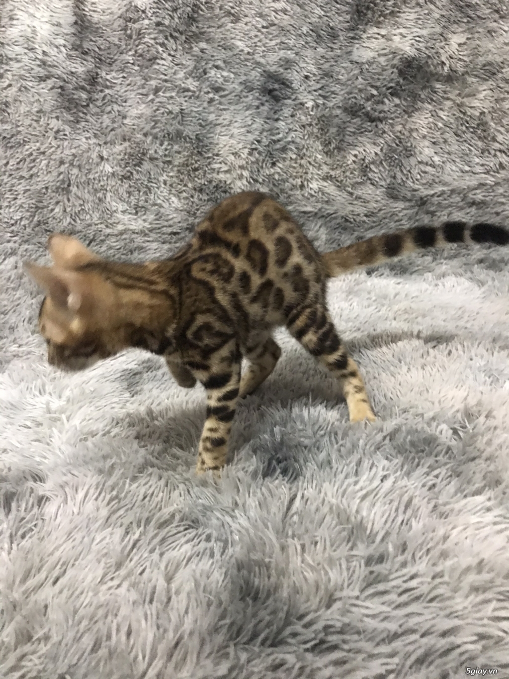 Mèo bengal 3 tháng tuổi thuần chủng - 2