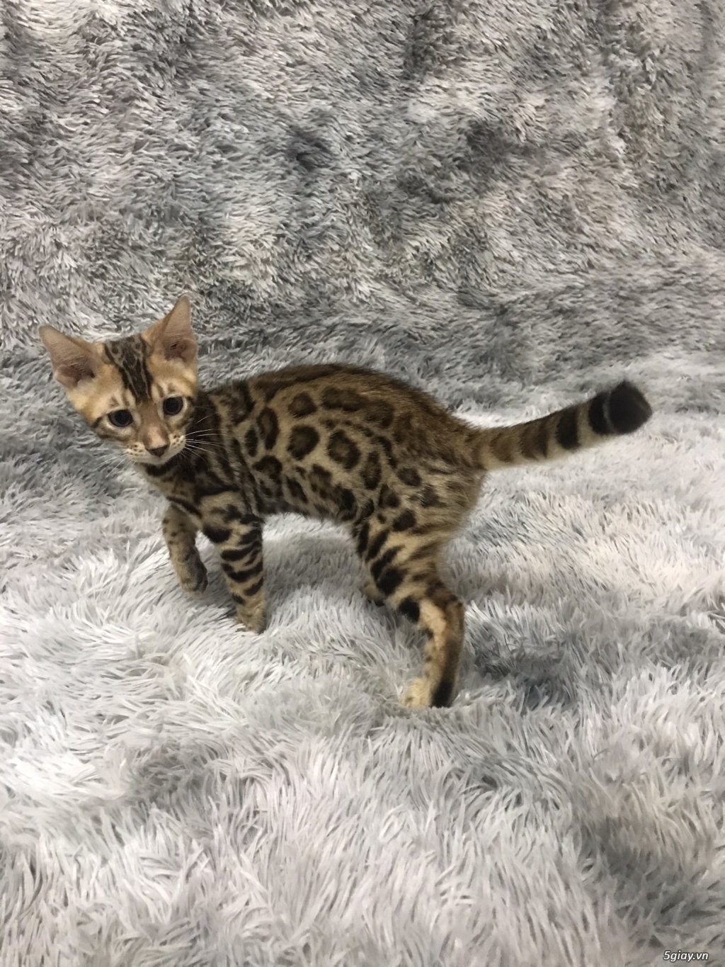 Mèo bengal 3 tháng tuổi thuần chủng - 1