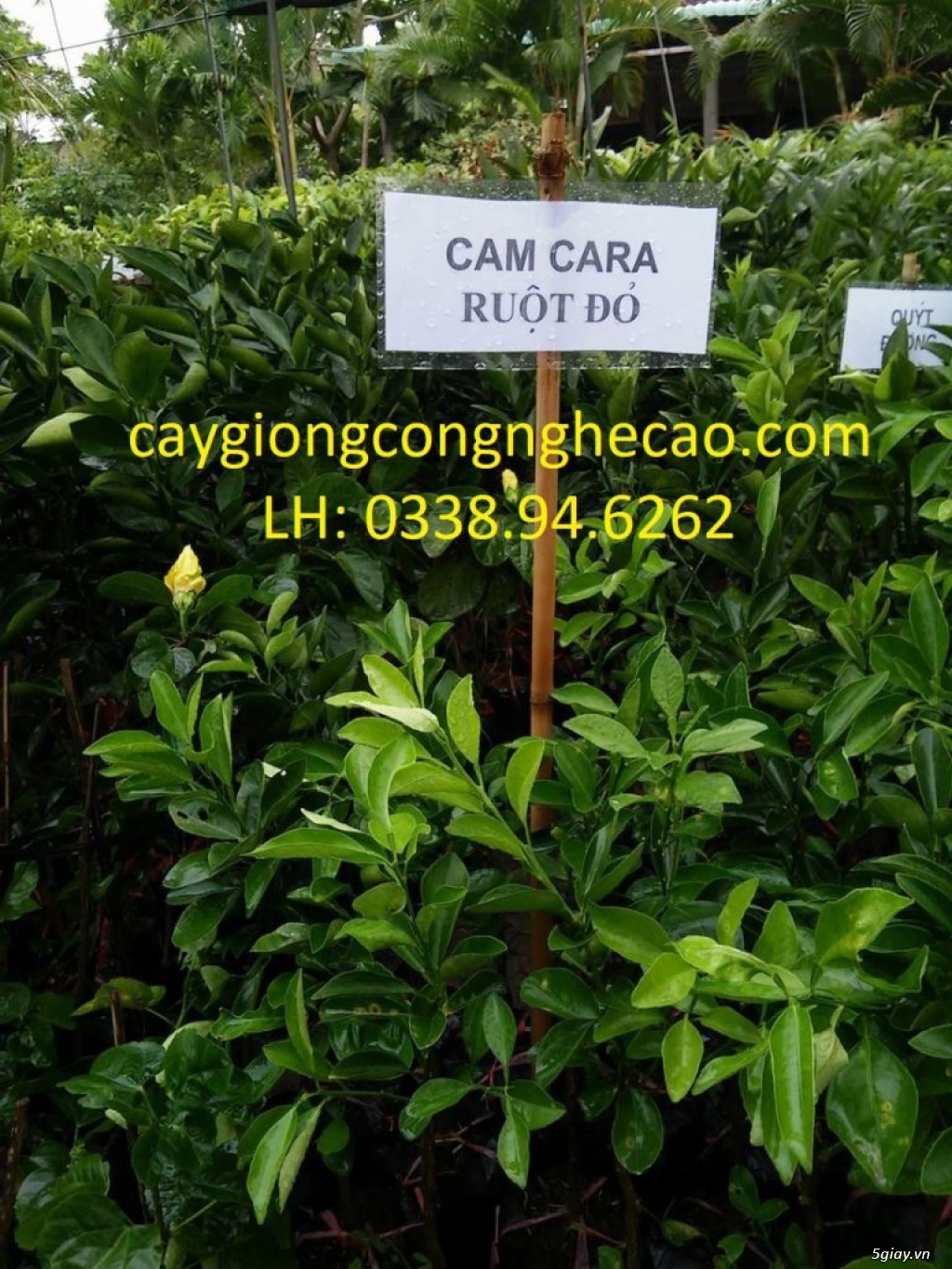 Cung cấp cây giống: Cam CARA - 2