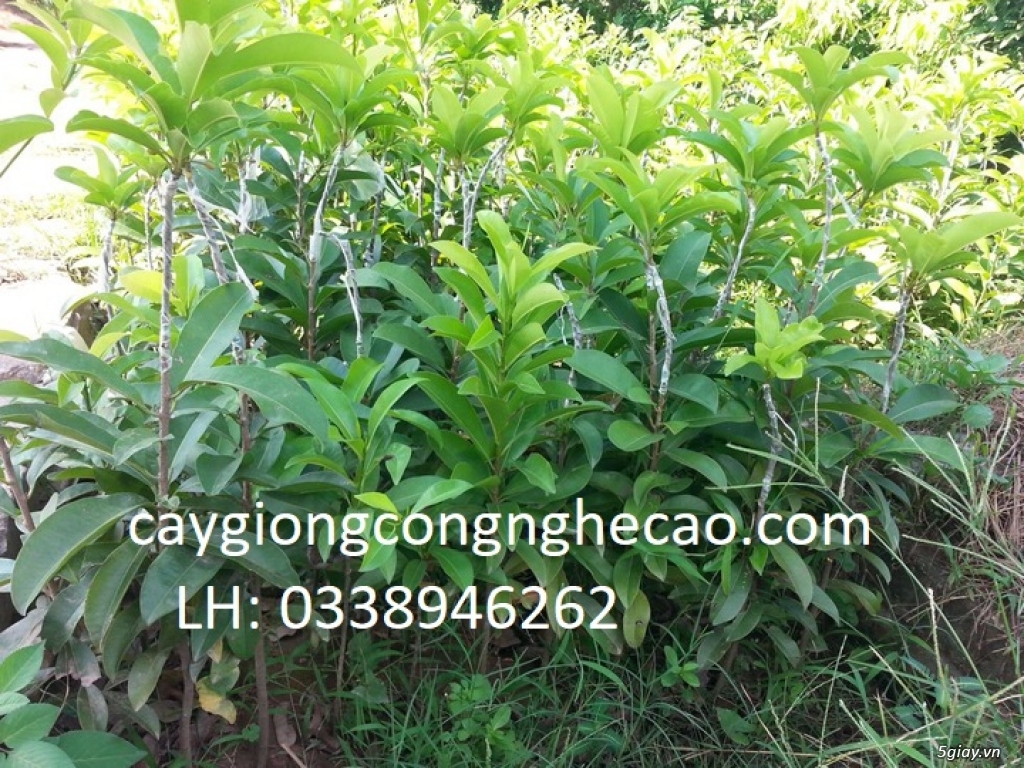 Cung cấp cây giống: Hồng Xiêm Xoài - 3
