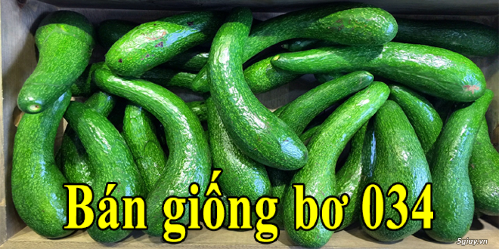 Cung cấp cây giống: Bơ 034 - 3