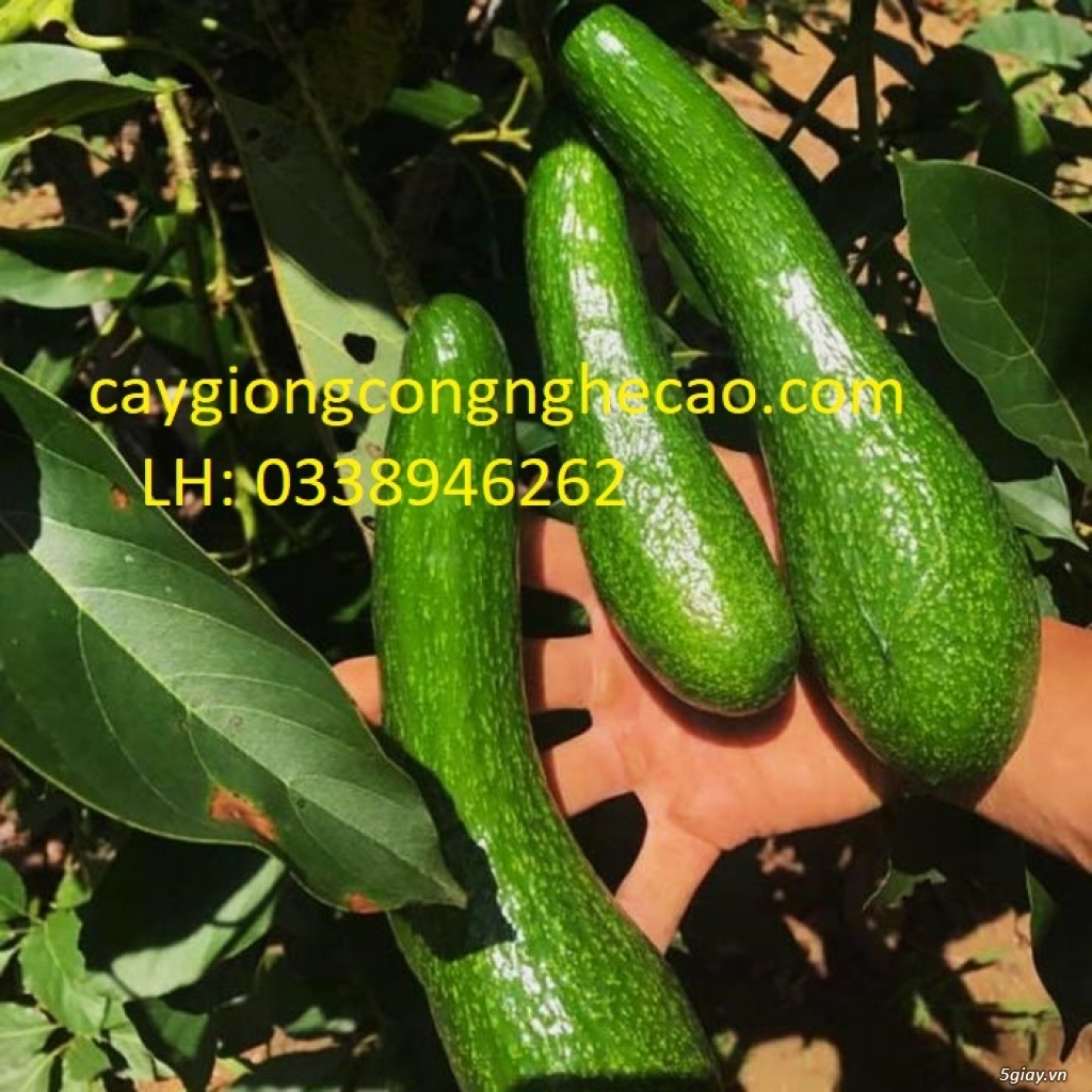 Cung cấp cây giống: Bơ 034