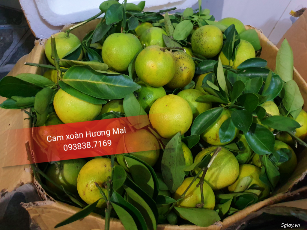 Cam xoàn Lai Vung - 3