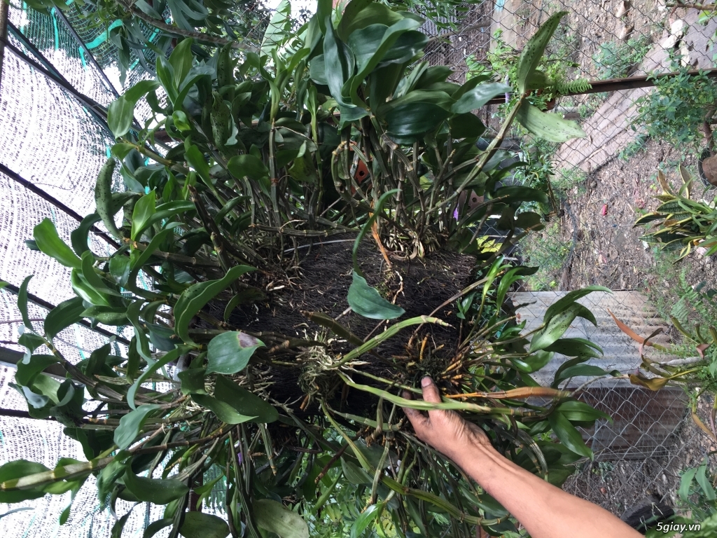 2 bui lan thuy tien hang khung - 1
