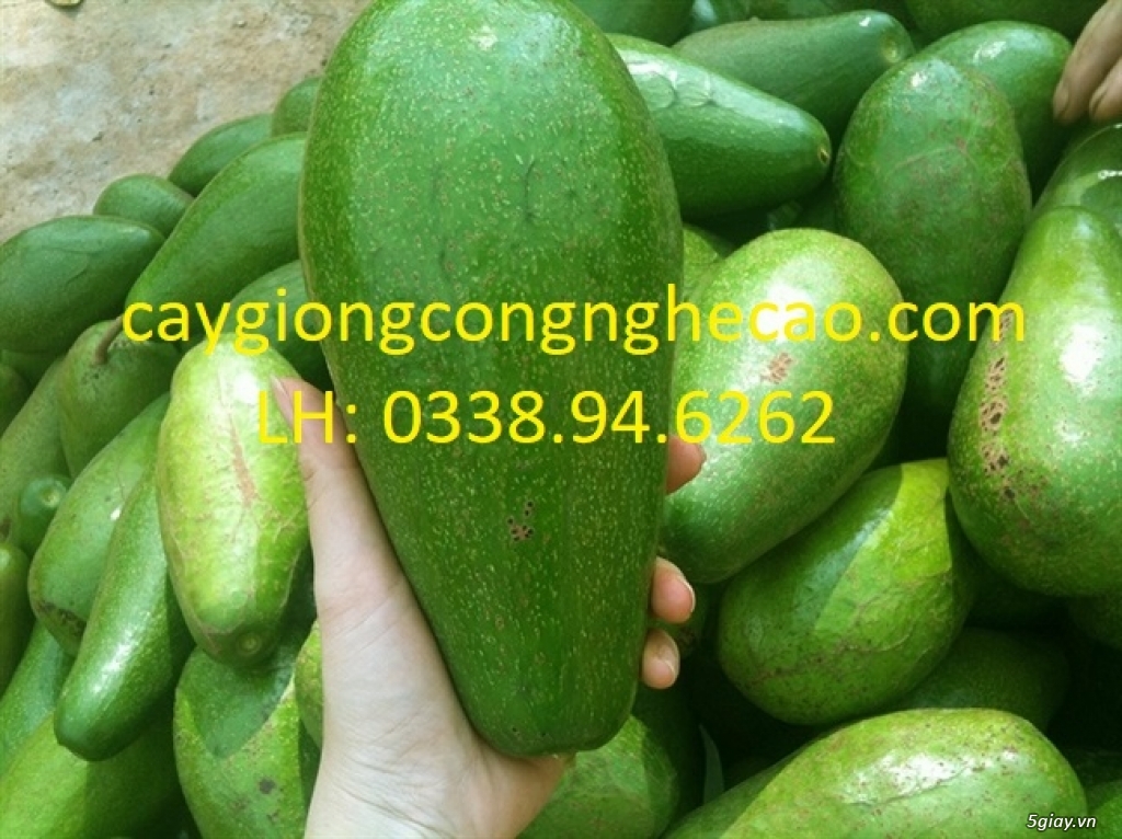 Cung cấp cây giống: Bơ Sáp
