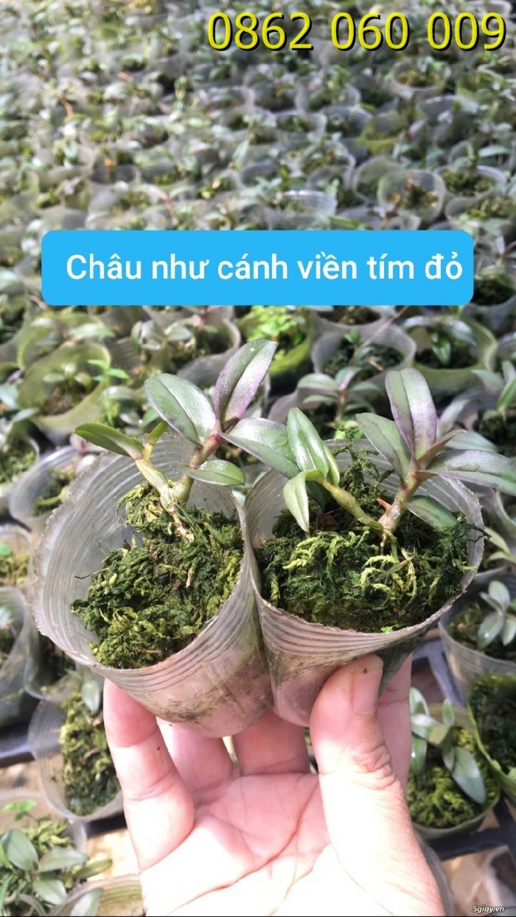 Combo Châu Như CVTĐ