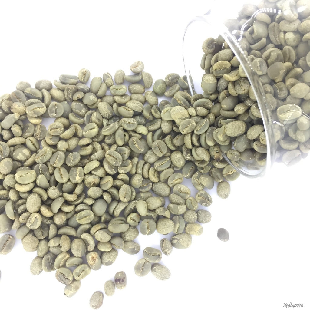 ARABICA LOẠI ĐẶC BIÊT, S16