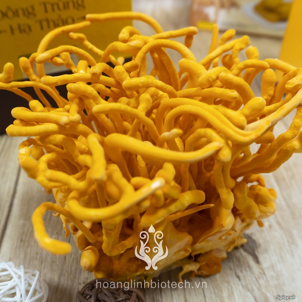 Đông Trùng Hạ Thảo Tươi (50gr) - 3