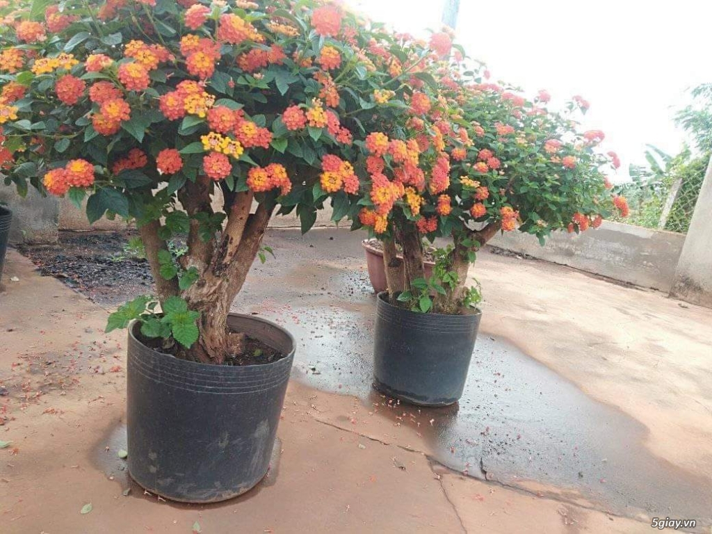 Biên Hòa bán hoa 5S - 2