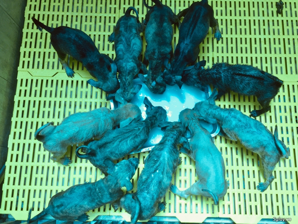 Chó phú quốc giá SV - 6