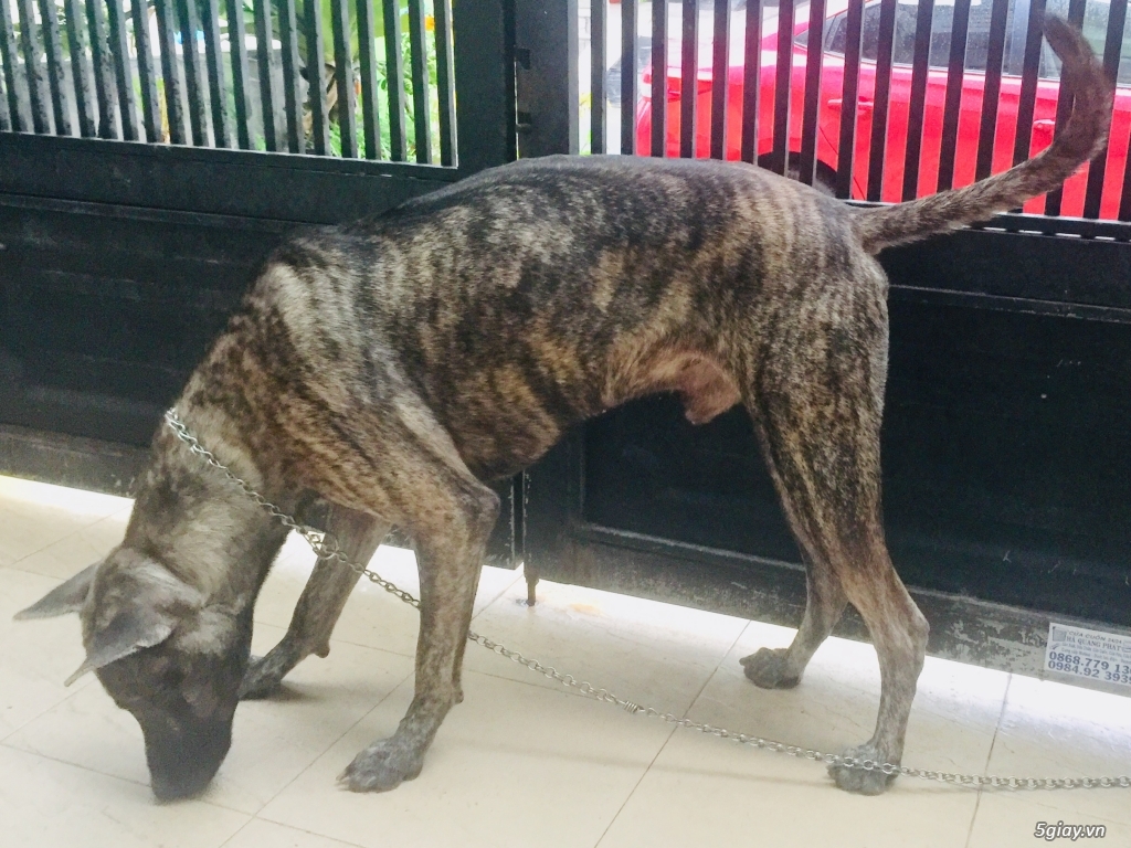 Chó phú quốc giá SV - 3