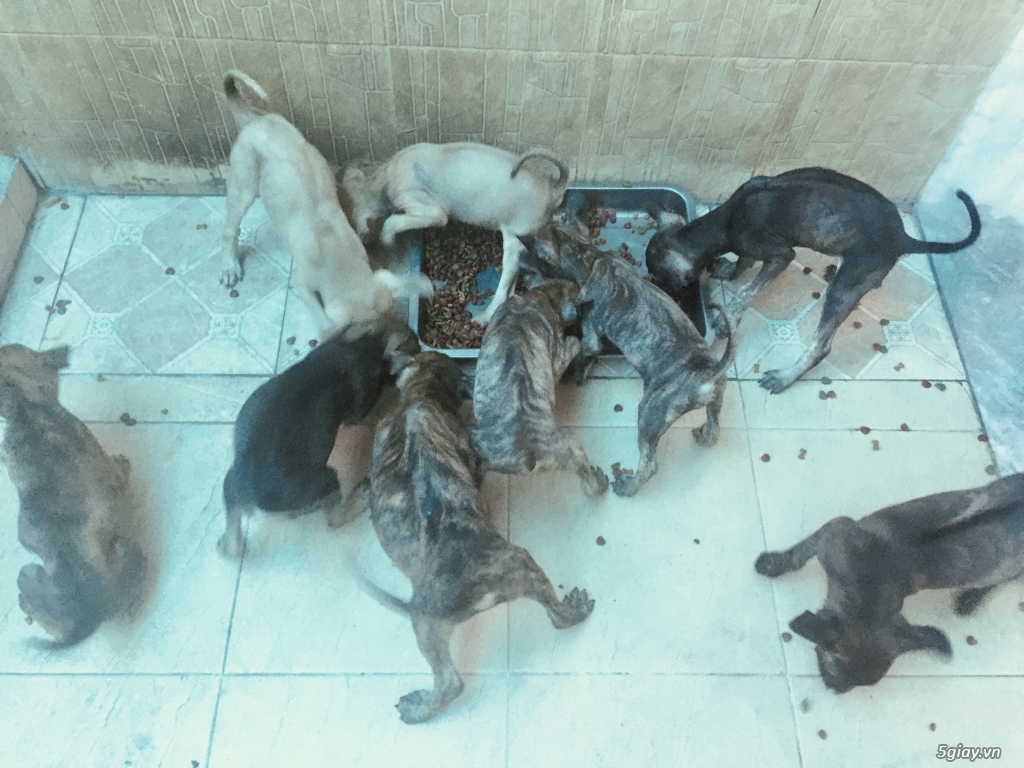 Chó phú quốc giá SV - 5