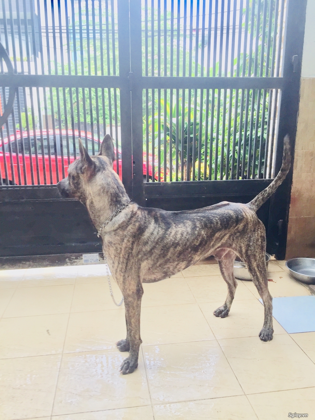 Chó phú quốc giá SV - 2