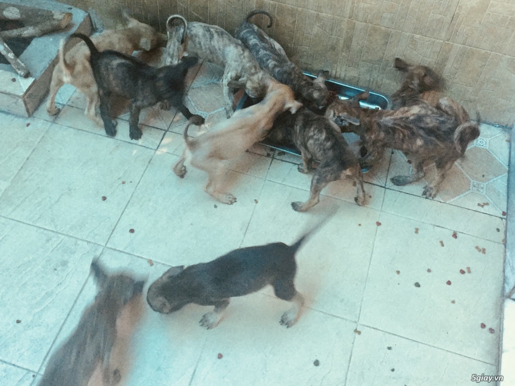 Chó phú quốc giá SV - 4