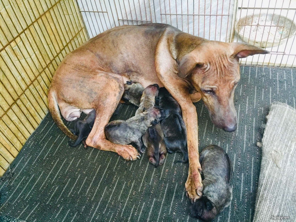 Chó phú quốc giá SV - 1