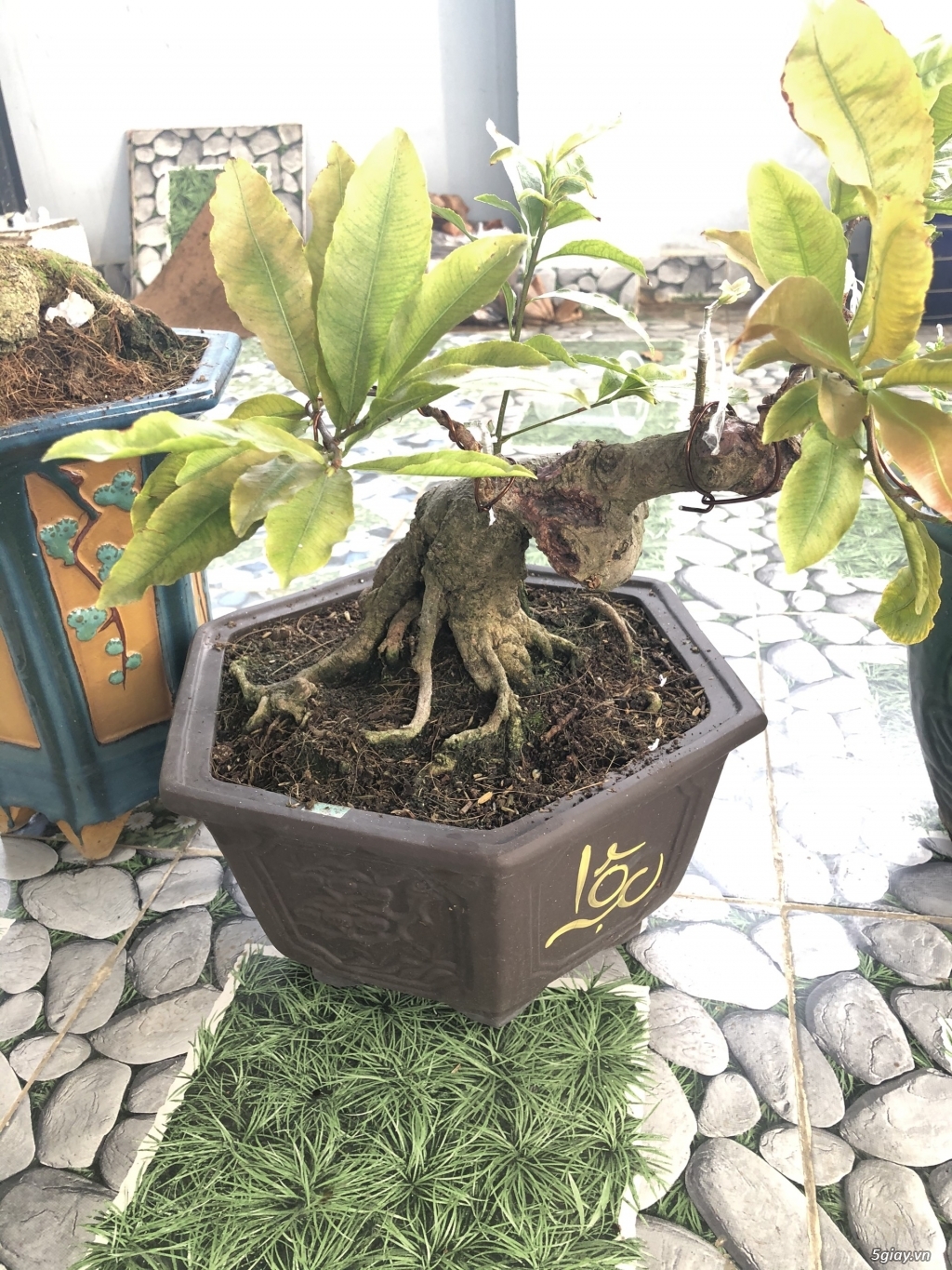 bán mai bonsai - 1