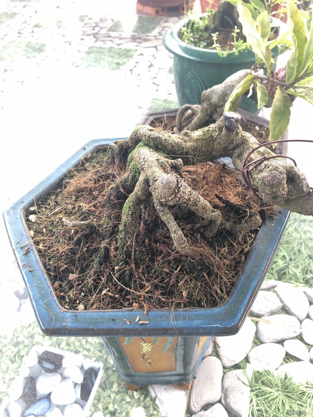 bán mai bonsai - 2