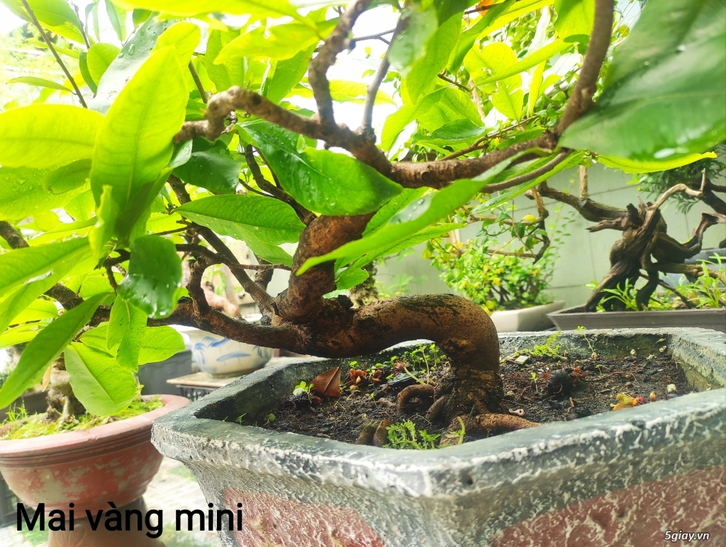 Giao lưu vài em bonsai mini giá mềm!!!  giá tốt tại 5giay.vn - 2