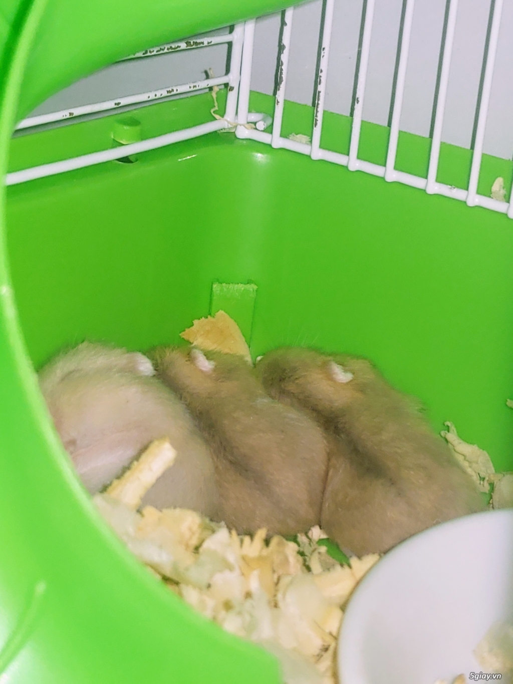 Tặng hamster baby