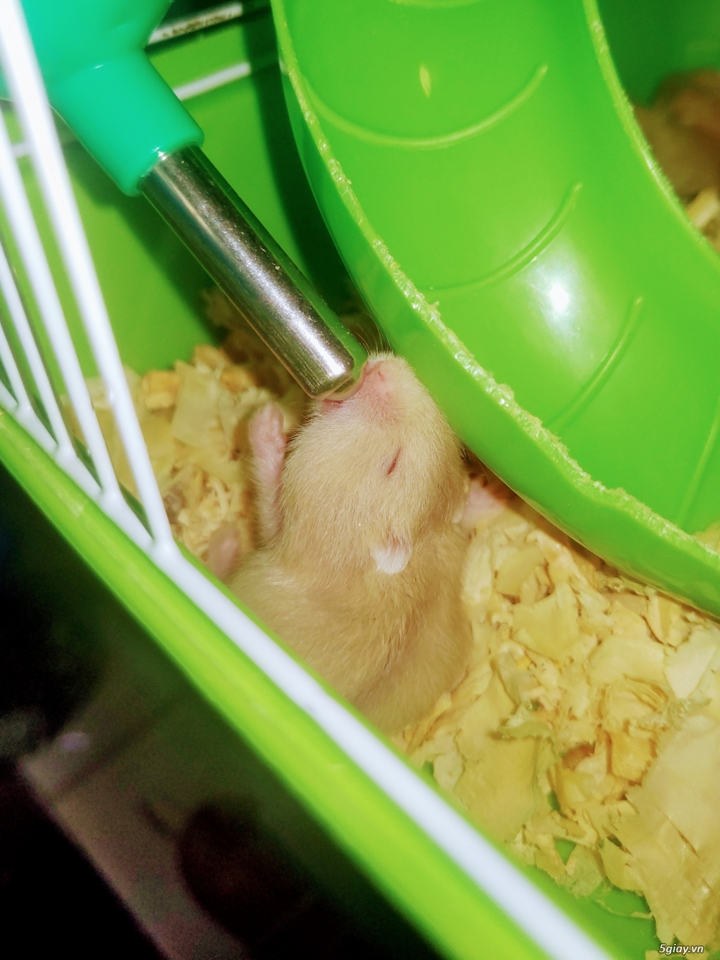 Tặng hamster baby - 1