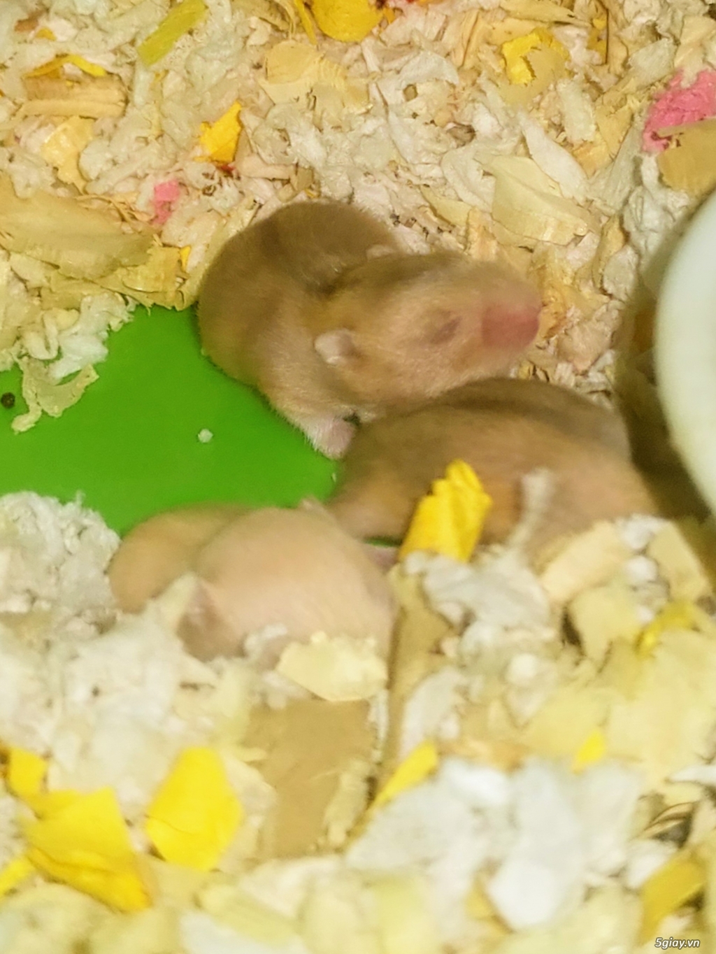 Tặng hamster baby - 2